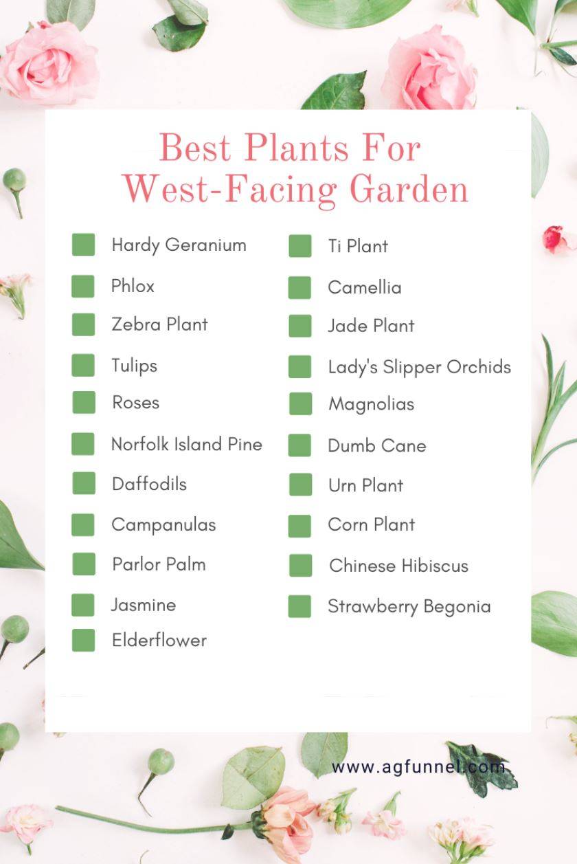 Choosing Plants Based on Garden Orientation Essential Tips